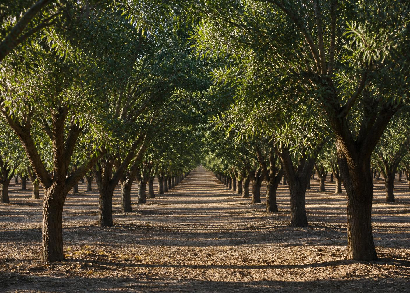 Straight repeating rows of almond orchard trees near Madera, California